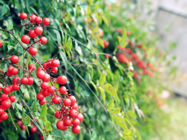 Маленькие красные ягоды на кустах