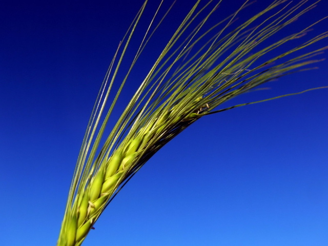 Колос на синем фоне