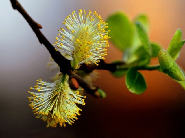 Веточка с первой зеленью и цветами весной