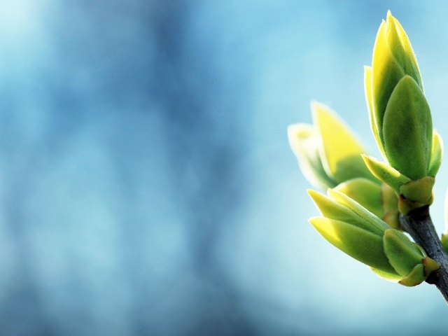 Распускаются весенние почки