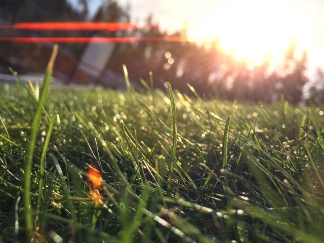 Лучи утреннего солнца на траве