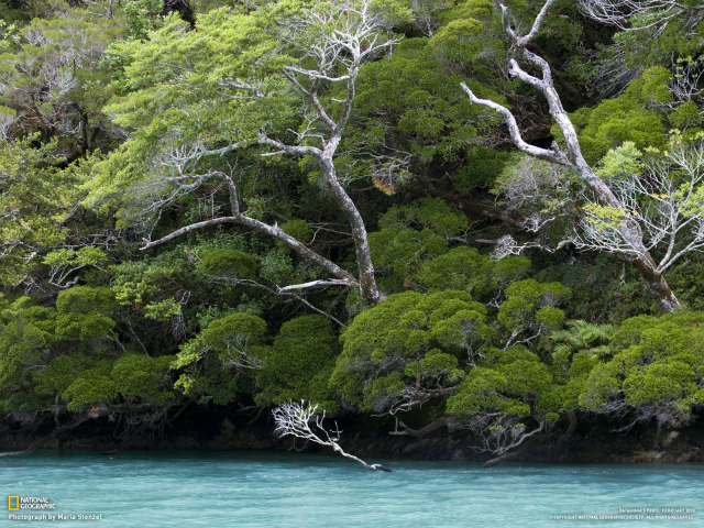 Деревья наклонились по ветру
