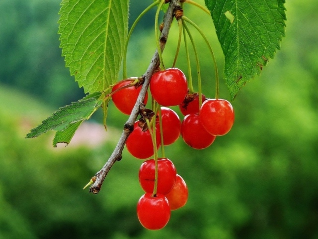 Гроздь полупрозрачных вишен