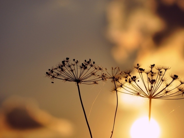 Зонтики с семенами растений