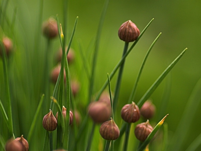 Нераскрывшиеся бутоны полевых цветов