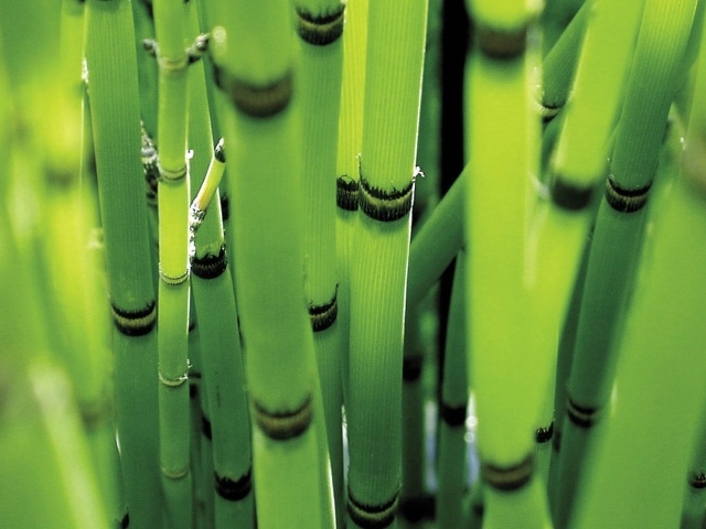 Молодые стебли зеленого бамбука