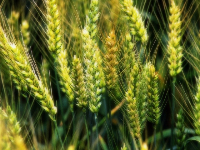 Молодые зеленые колоски пшеницы