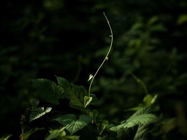 Молодой росток тянется к свету