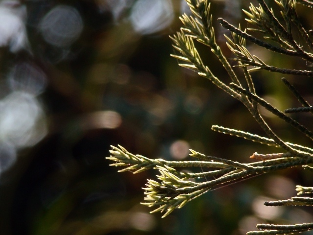 Молодые ростки в лучах яркого солнца