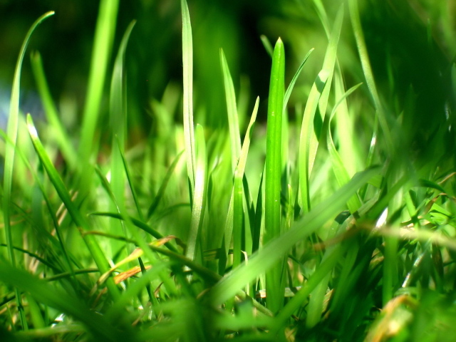 Зеленая трава в лучах солнца