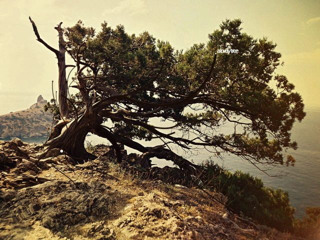 Дерево на вершине горы