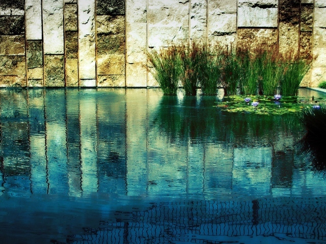 Водные растения у каменной стены