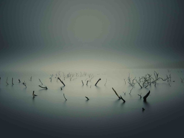 Остатки растений на болоте