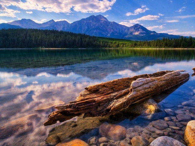 Остатки дерева у берега озера