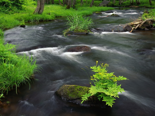 Растительность на берегу реки