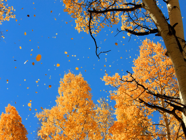 Осенний листопад на синем небе