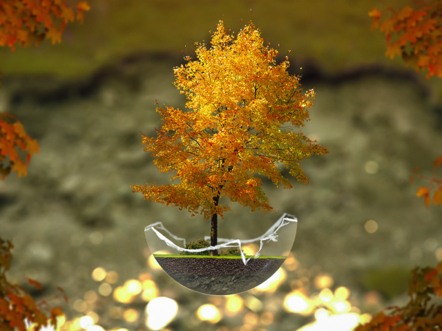 Осеннее дерево бонсай
