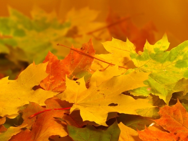 Опавшие желтые листья