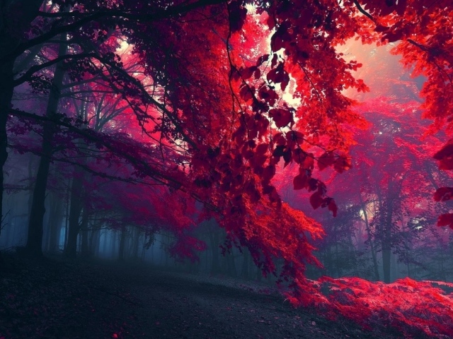 Красная осенняя листва на деревьях