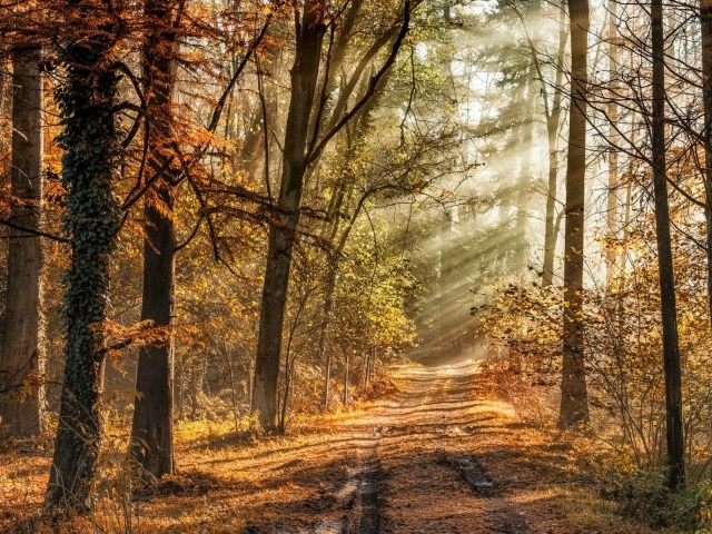 Лучи солнца среди деревьев в осеннем лесу