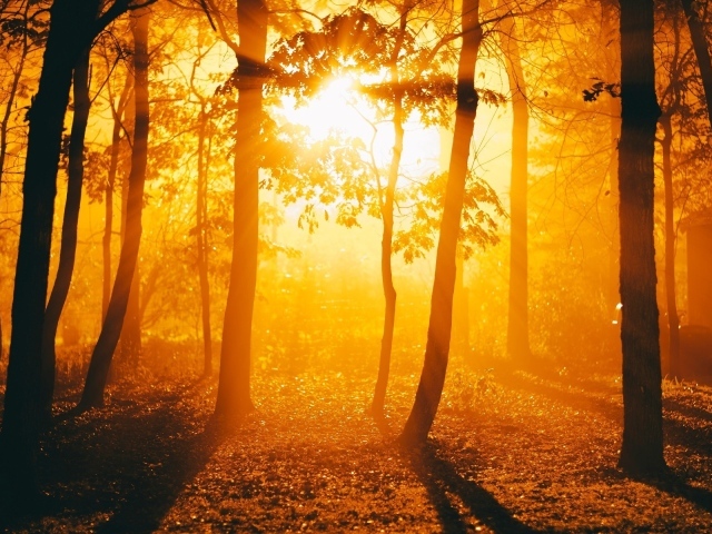 Огненный закат в осеннем лесу