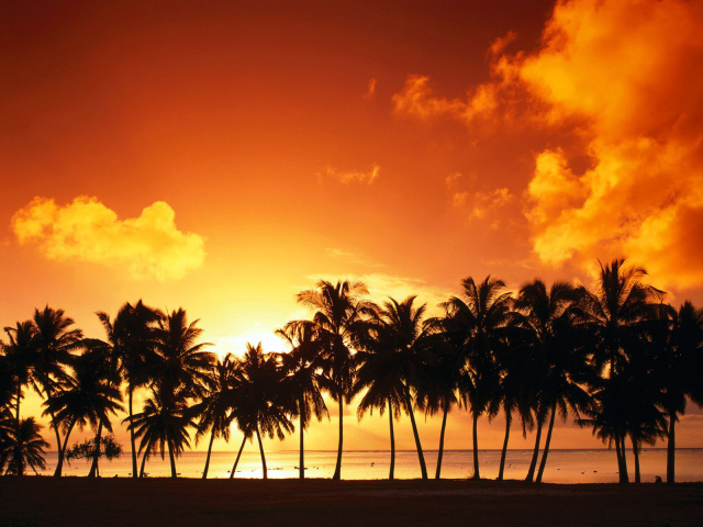 Оранжевый закат за пальмами