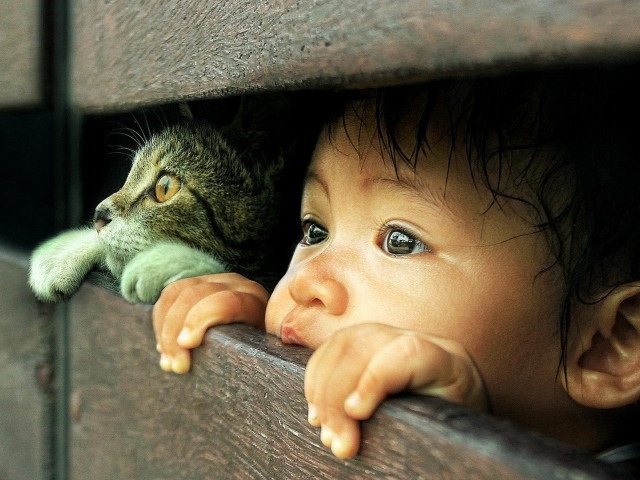 Любознательные кот и малыш