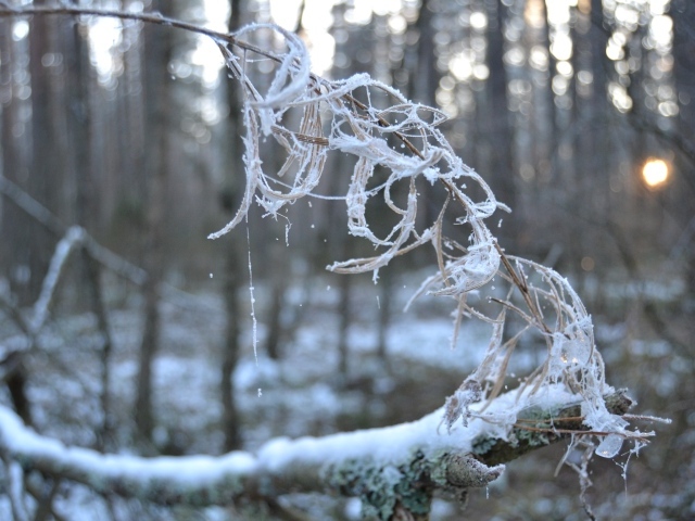 Покрытая инеем ветка