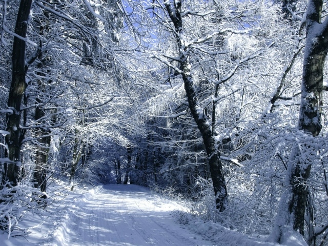 Заснеженная дорога среди леса