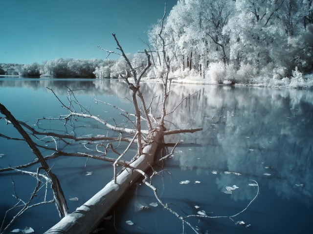 Сухое дерево на замерзшей реке