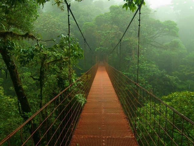 Мост в лесах Амазонии