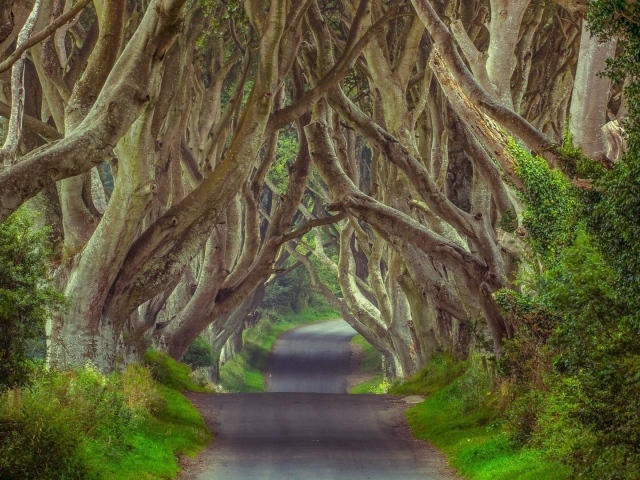 Таинственный лес, Северная Ирландия