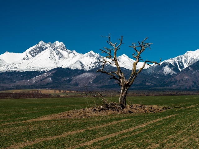 Засохшее дерево на фоне гор Татра, Словакия
