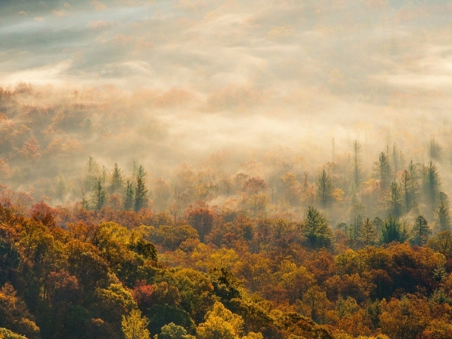 Лес в Северной Каролине