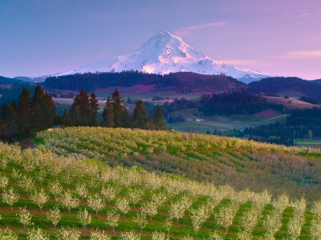 Фруктовый сад на ферме в США