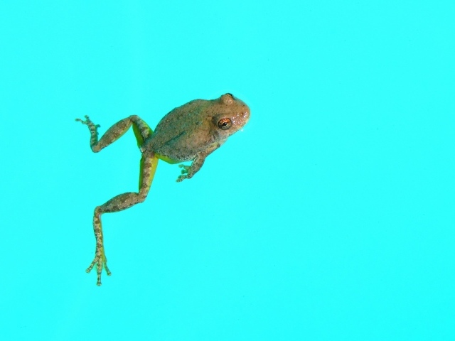 Лягушка на голубом фоне