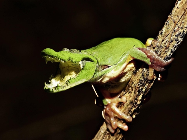 Лягушка крокодил на ветке