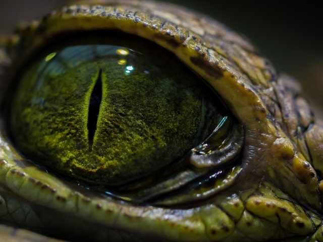 Зеленый глаз крокодила