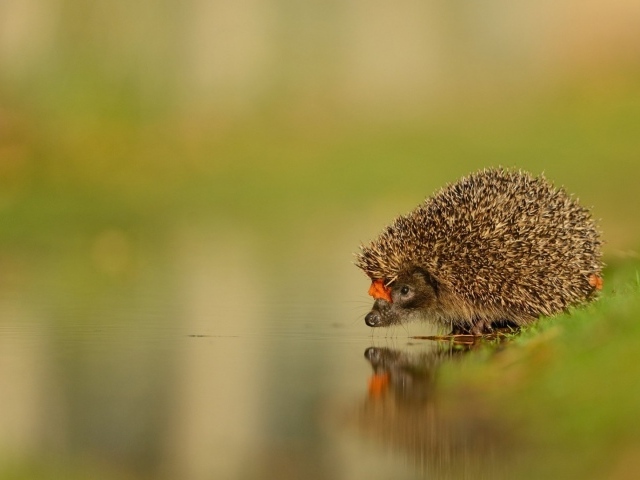 Ежик у воды на водопое