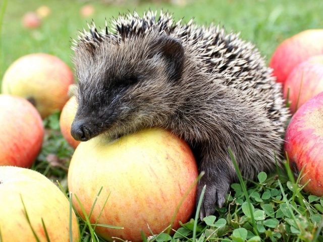Ежик сидит на яблоках