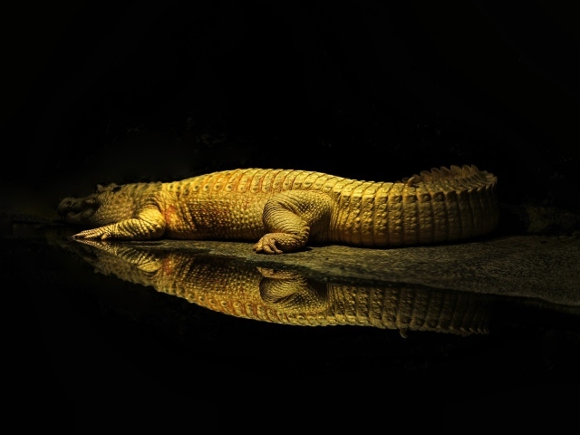 Фонарь освещает крокодила