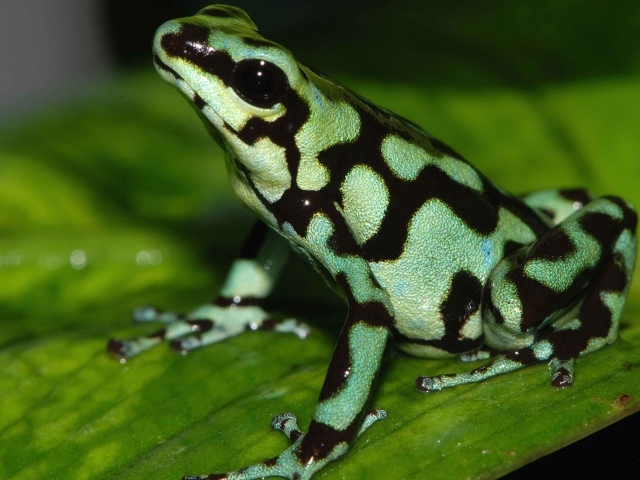 Светло зеленая лягушка с черными пятнами