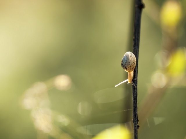 Маленькая улитка ползет вниз по черной ветке