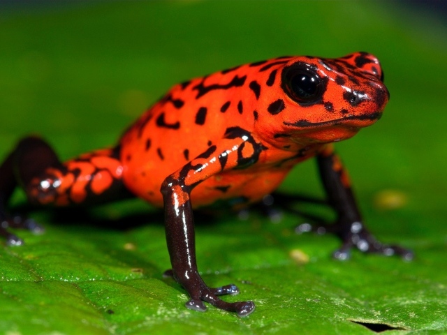 Оранжевая лягушка на зеленом листе