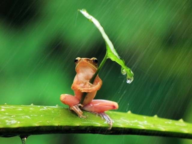 Розовая лягушка прикрылась листом от дождя