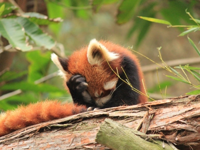 Красная панда положила лапку себе на голову