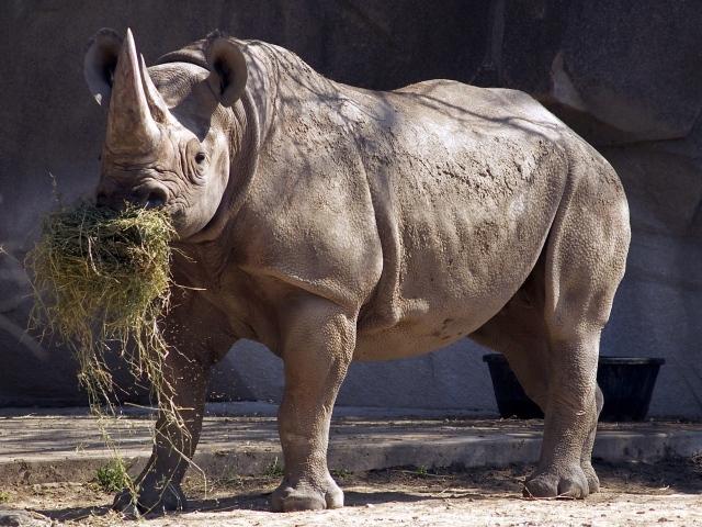 Носорог ест сено