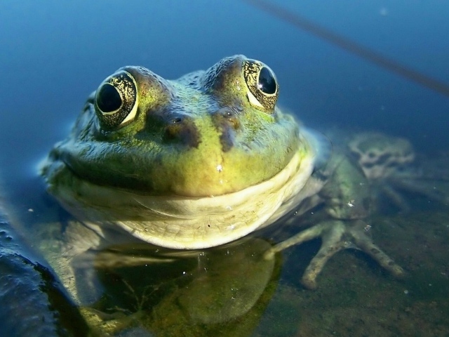 Довольная лягушка амфибия