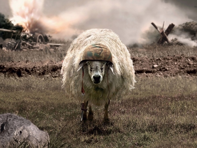 Овца на войне в каске