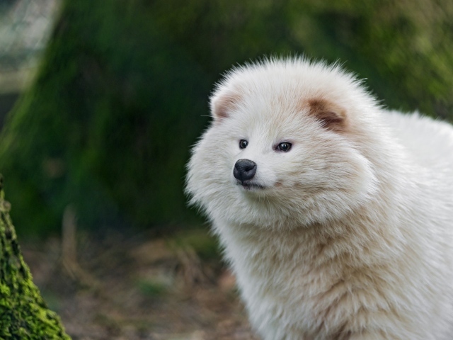 Взлохмаченное белое животное